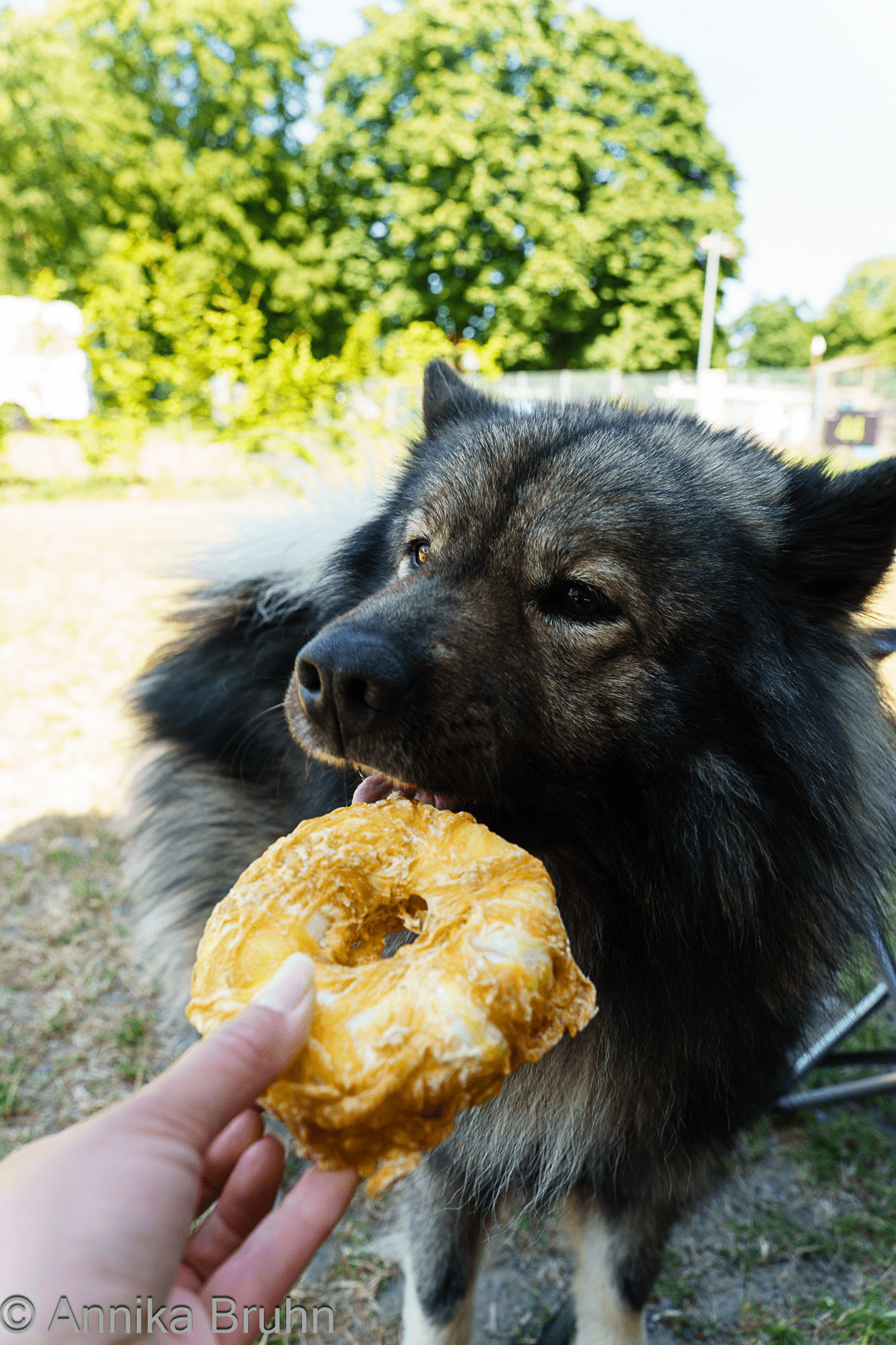 Q´s Geburtstags Donut